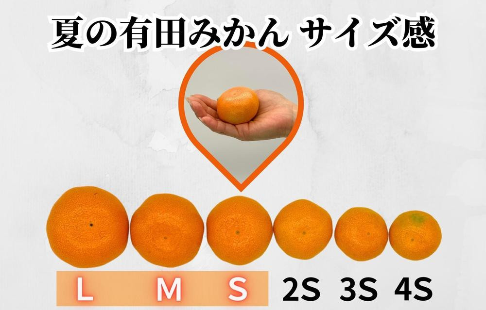 【5月出荷予定】ハウスみかん 温室栽培 夏の有田みかん 2kg 秀品 S・M・Lサイズのいずれか  和歌山県 産地直送 みかんの会