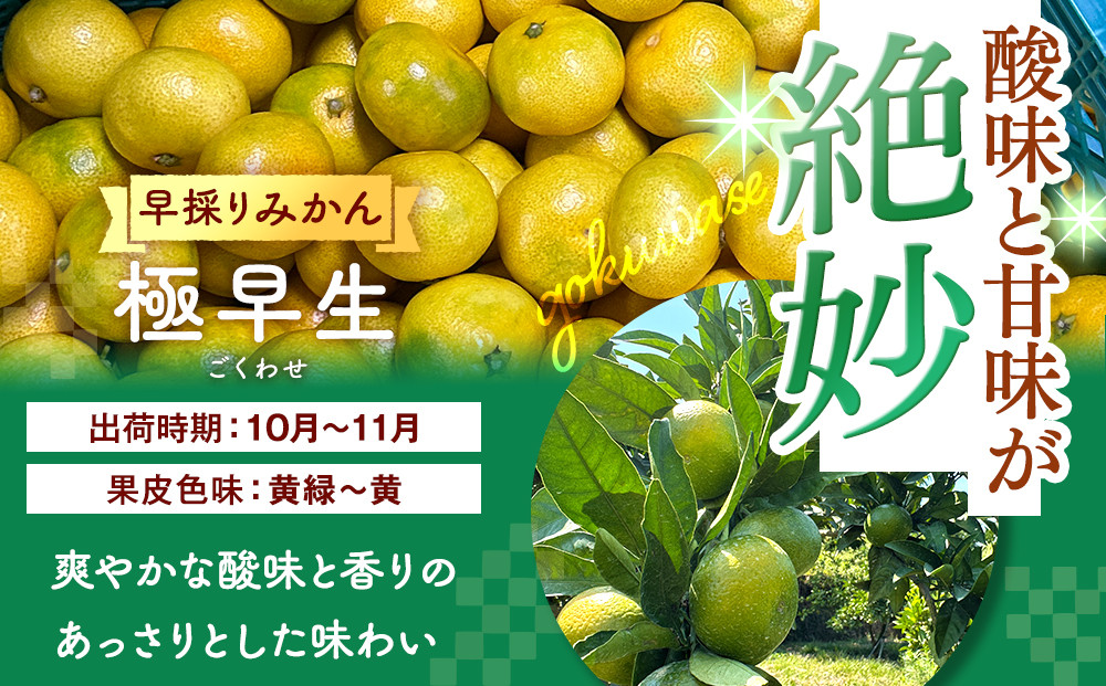 みかん 極早生 山から直送 箱込 5kg (内容量約 4.4kg) 採れたてそのままごろごろ規格 有田みかん 和歌山県産 【みかんの会】［2026年10月上旬頃より順次発送予定］