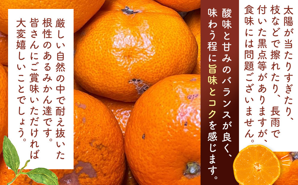 訳あり それでも 有田みかん 箱込 10kg (内容量約 9.2kg)  サイズミックス B品 有田みかん 和歌山県産 産地直送 家庭用［2025年11月中旬より2026年1月中旬頃順次出荷予定］［みかんの会］