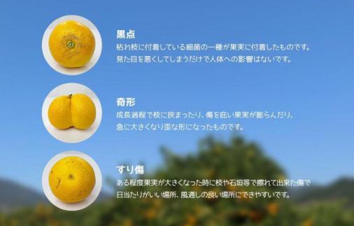 八朔 訳あり それでも 有田の八朔  (はっさく) 箱込 7.5kg (内容量約 6.8kg) サイズミックス B品 和歌山県産  産地直送［おまけ付き］［みかんの会］