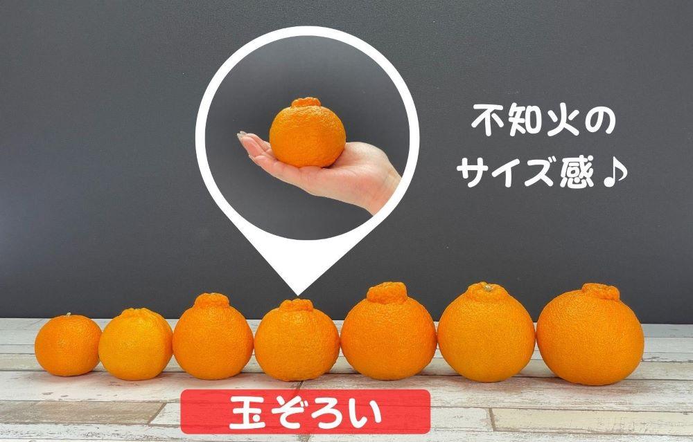 不知火 (しらぬい) 秀品 玉ぞろい 箱込 10kg (内容量約9.2kg)  和歌山県産 産地直送［みかんの会］