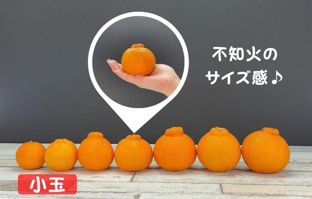 不知火 とにかく 小玉 箱込 7.5kg(内容量約 6.8kg) 秀優品混合 和歌山県産 産地直送［みかんの会］