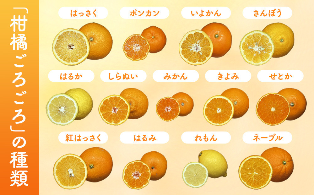 旬の柑橘食べ比べ 柑橘ごろごろ 3種 箱込 5kg(内容量約 4.4kg) 秀品 優品 混合 和歌山県産 産地直送 【おまけ付き】【みかんの会】