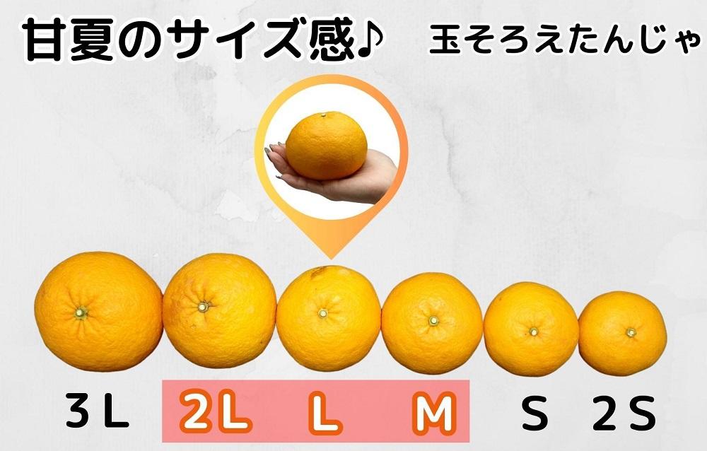 甘夏 玉ぞろい 箱込 2.5kg ( 内容量約 2.3kg ) 秀品 優品 混合 2L  L M サイズのいずれか 和歌山県 産地直送 ［皮むき器付き］ ［みかんの会］