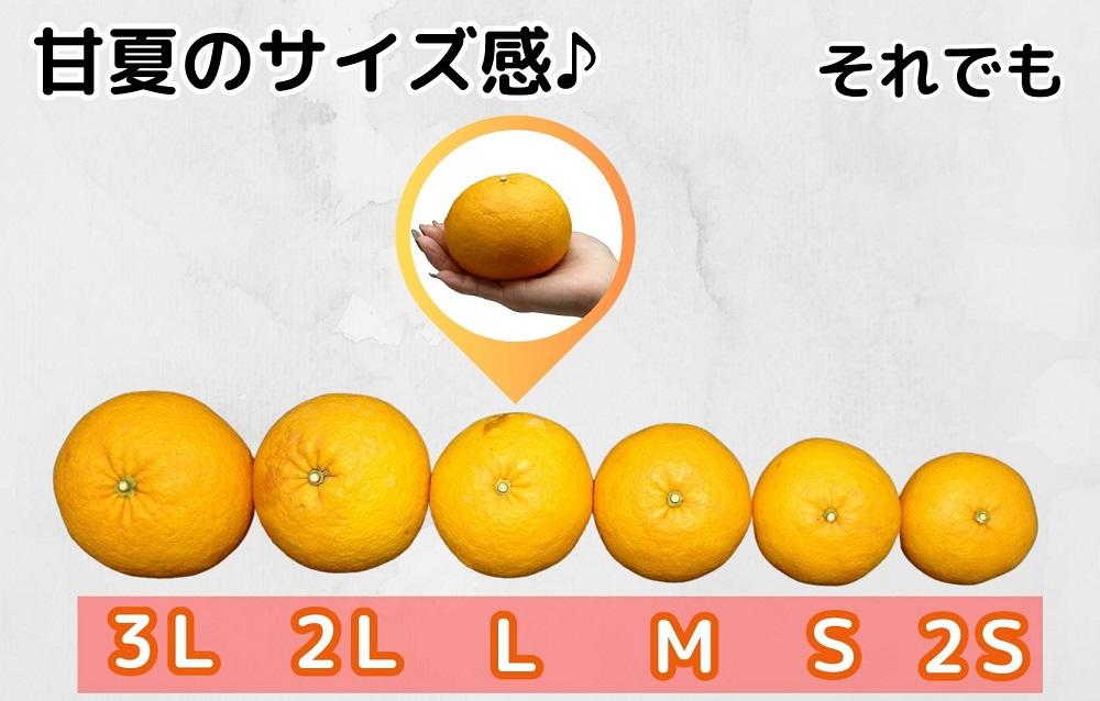 訳あり それでも 甘夏 箱込 7.5kg (内容量約 6.8kg)  サイズミックス 産地直送 家庭用【みかんの会】