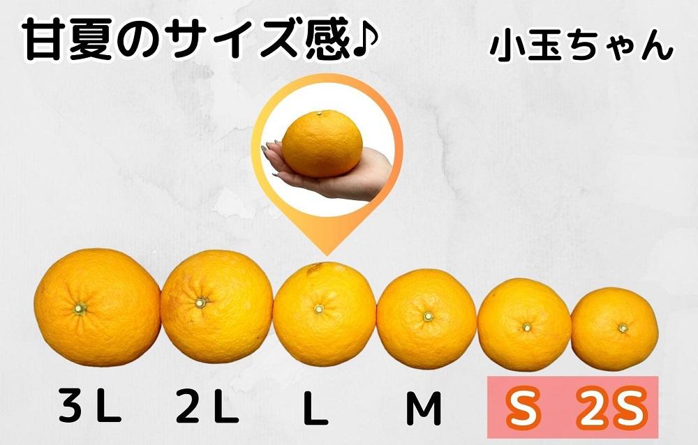 甘夏 小玉ちゃん 箱込 5kg (内容量約 4.4kg) 秀品 優品 混合 Sサイズ以下 産地直送【みかんの会】