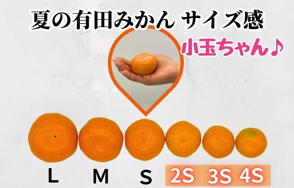 【5月出荷予定】小玉ちゃん ハウスみかん 温室栽培 夏の有田みかん 1kg 秀品 2Sサイズ以下 和歌山県 産地直送 みかんの会