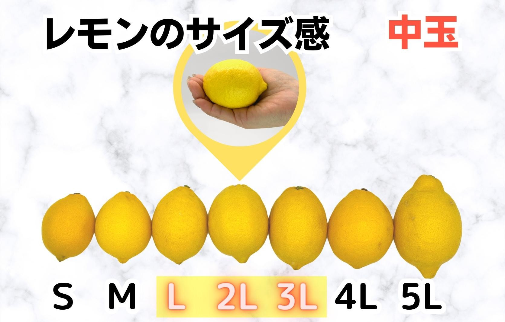 レモン 中玉 国産 箱込2.5kg(内容量約2.3kg) 秀品 L 2L 3L サイズミックス 和歌山県有田産 【みかんの会】