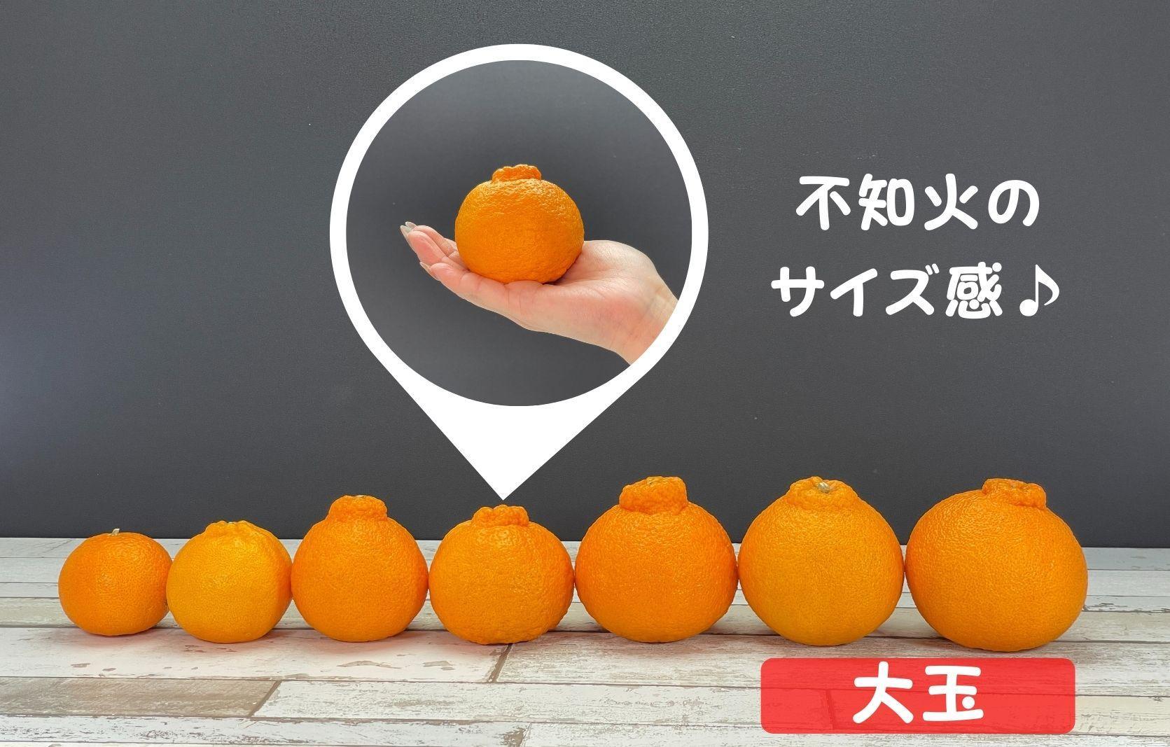 不知火 大玉 どっこいしょ 箱込 10kg (内容量約 9.2kg) 秀優混合 和歌山県産［みかんの会］