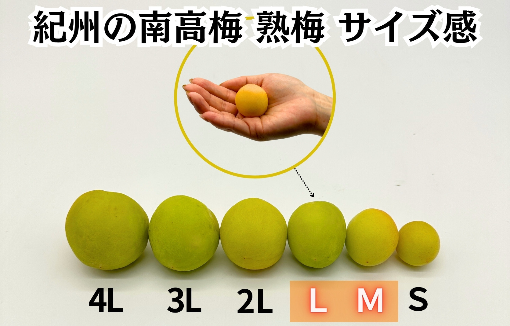 熟梅 南高梅 3kg 秀品 LまたはMサイズ 和歌山県産 A品 梅干し作り用 梅ジャム作り用