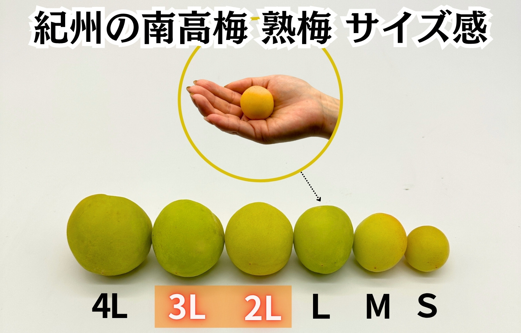 熟梅 南高梅 5kg 秀品 3Lまたは2Lサイズ 和歌山県産 A品 梅干し作り用 梅ジャム作り用
