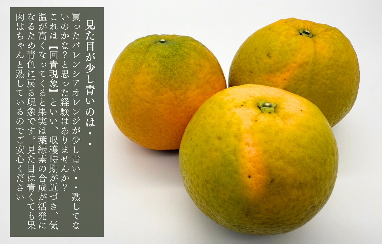 訳あり バレンシアオレンジ  国産 箱込 5kg (内容量 4.4kg ) サイズミックス 和歌山県産 産地直送 みかんの会