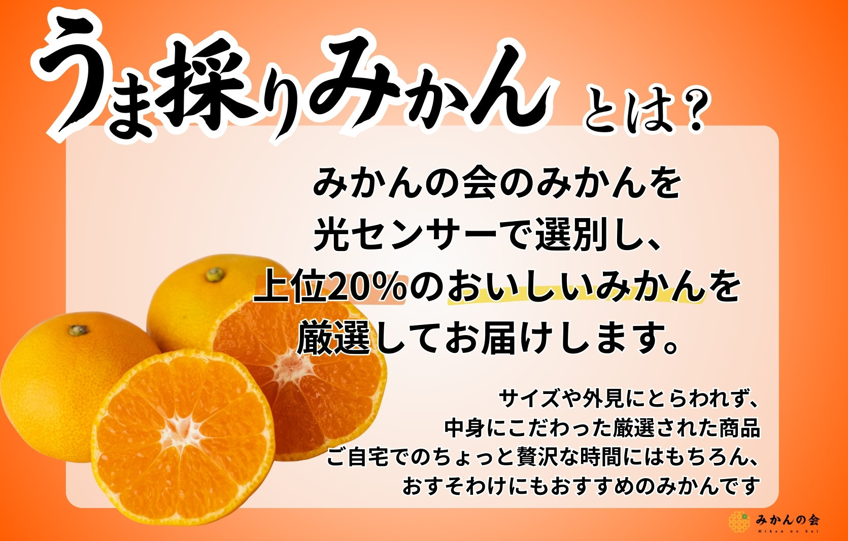 みかん うま採り 箱込約 2.5kg（内容量2.3kg） 光センサー選別 みかんの会厳選 サイズミックス 和歌山県産 産地直送 【みかんの会】［2025年11月中旬より2026年1月中旬頃順次出荷予定］