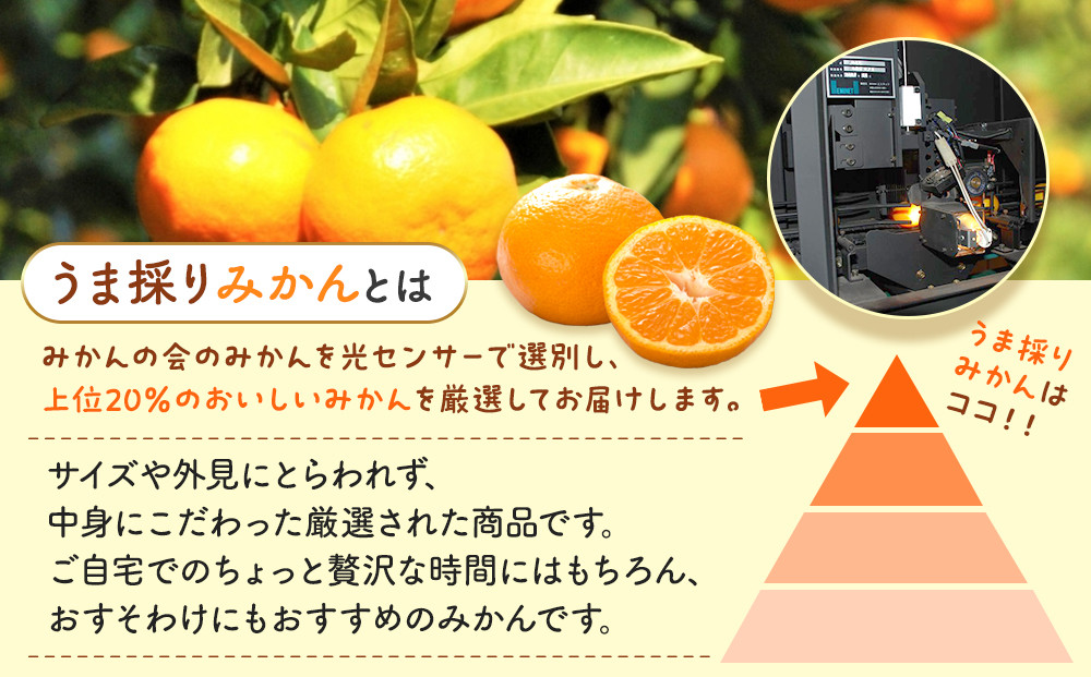 みかん うま採り 箱込約 7.5kg（内容量6.8kg） 光センサー選別 みかんの会厳選 サイズミックス 和歌山県産 産地直送 【みかんの会】［2026年11月中旬より順次出荷予定］