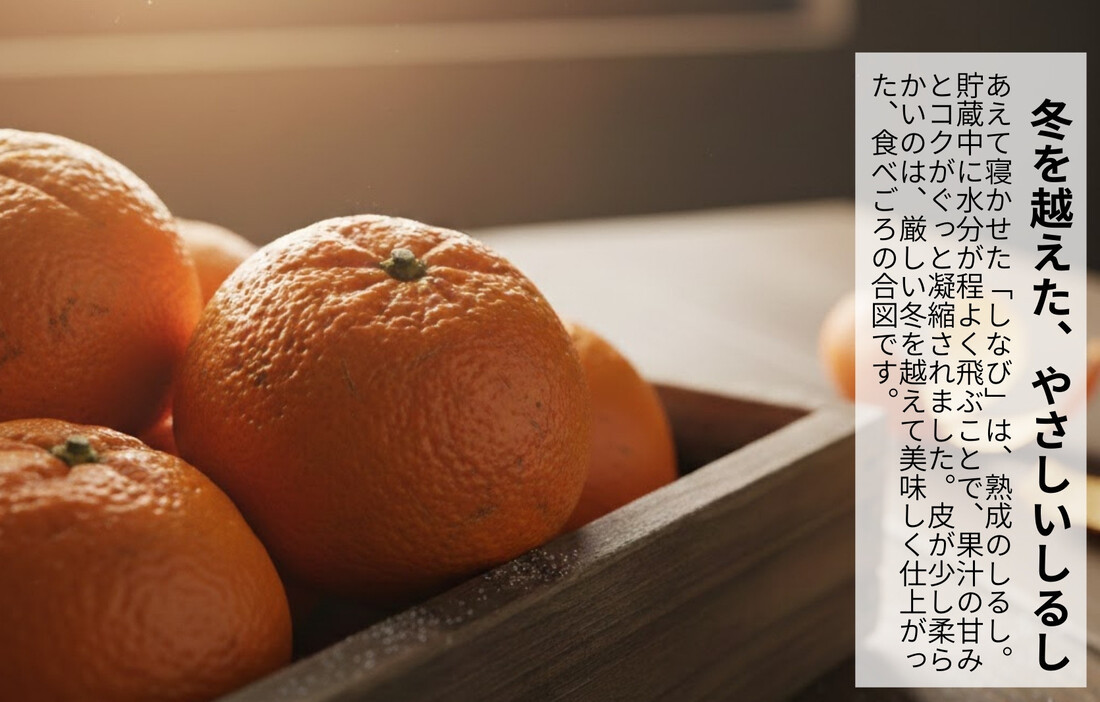 みかん 春待ち 越冬みかん 箱込10kg(内容量9.2kg) 等級／サイズミックス 和歌山県産 産地直送