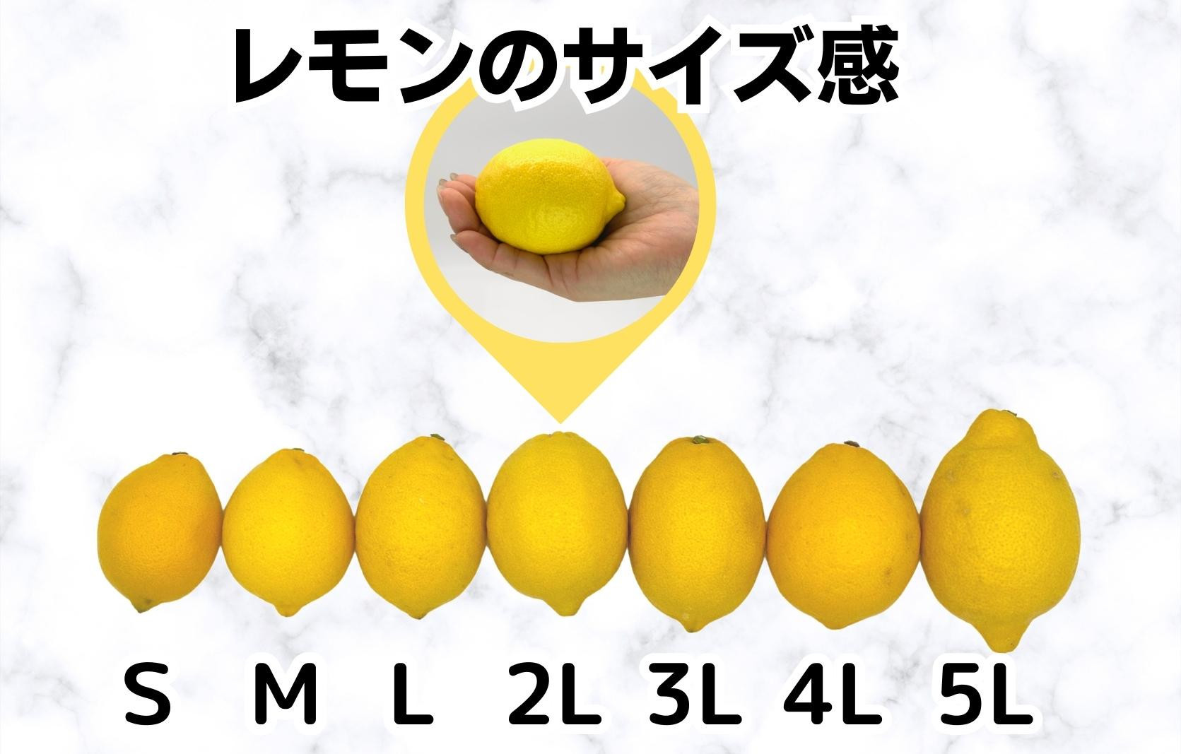 訳あり レモン B品  箱込5kg(内容量約4.4kg) 和歌山県有田産（サイズミックス）【みかんの会】