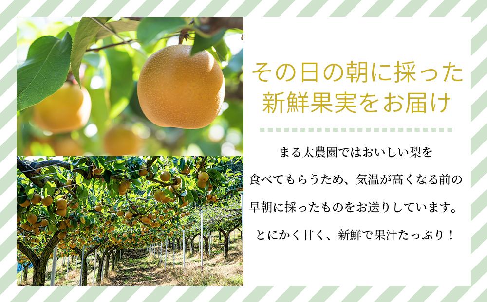 農家直送食べ頃をお届け！豊水梨　約４ｋｇ［2026年8月中旬以降順次発送］