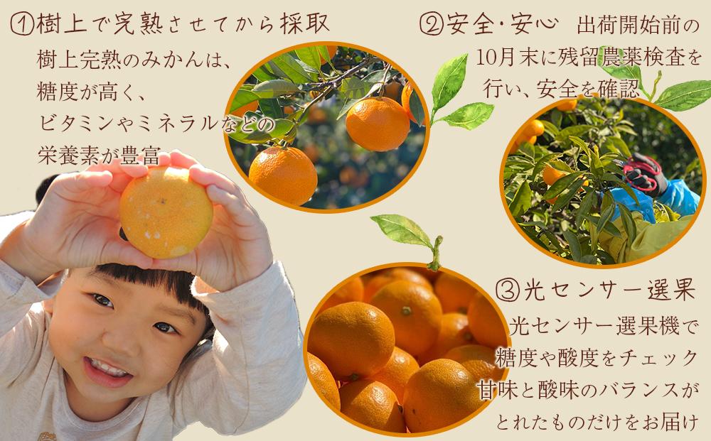 年内発送 和歌山県 完熟 有田みかん 3kg 甘味凝縮 小粒 産直44年 武内園