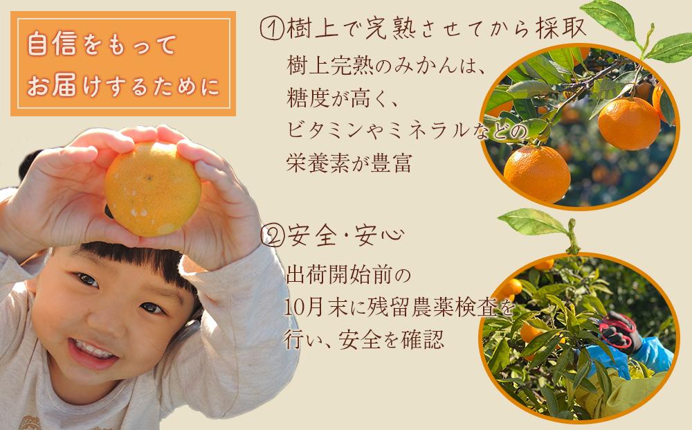 和歌山県 有田みかん 小粒　5kg 甘味凝縮 産直44年 5代目 武内園 完熟蜜柑