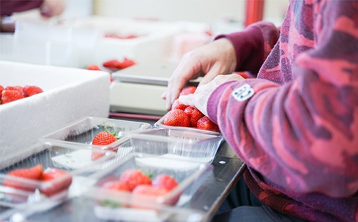 おいしさにこだわった いちご 苺 さちのか 300g × 4パック 合計 1.2kg 2L サイズ 江川農園