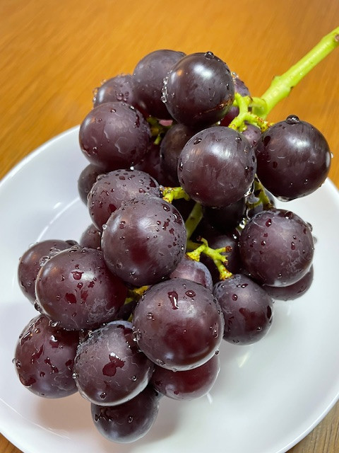 【先行予約】有田巨峰村三木と園のあま～いジューシー！ 種あり 藤稔（ふじみのり）2kg(4〜6房)