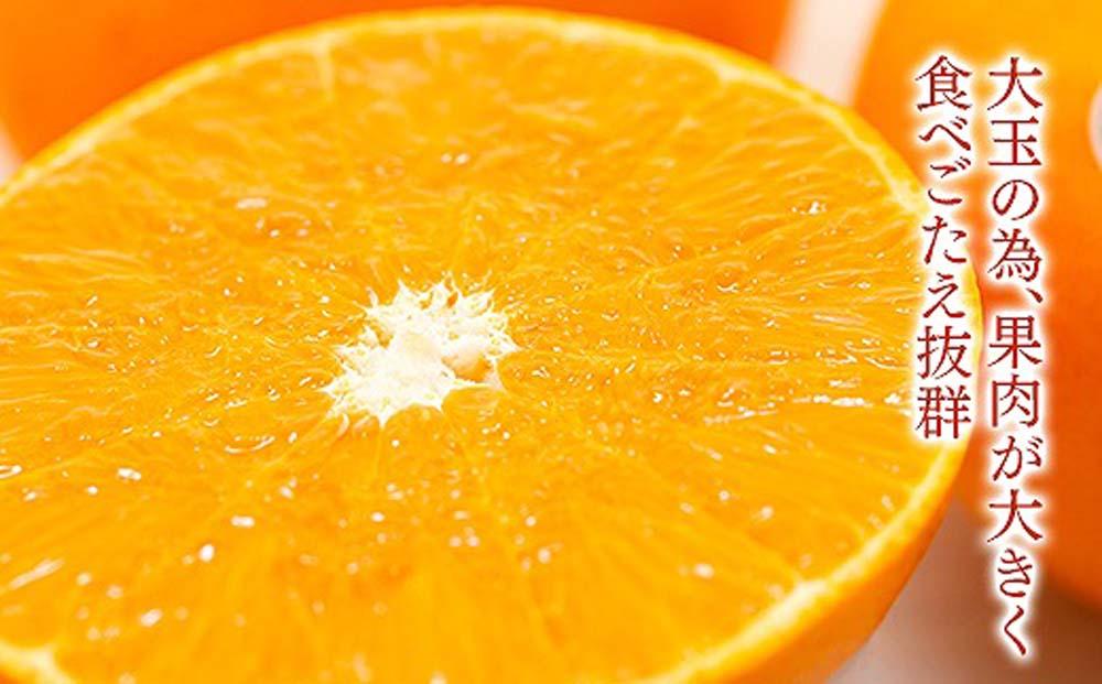 化粧箱 柑橘の大トロ ハウス せとか 厳選 大玉 7玉入