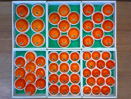 化粧箱 柑橘の大トロ ハウス せとか 厳選 8玉入