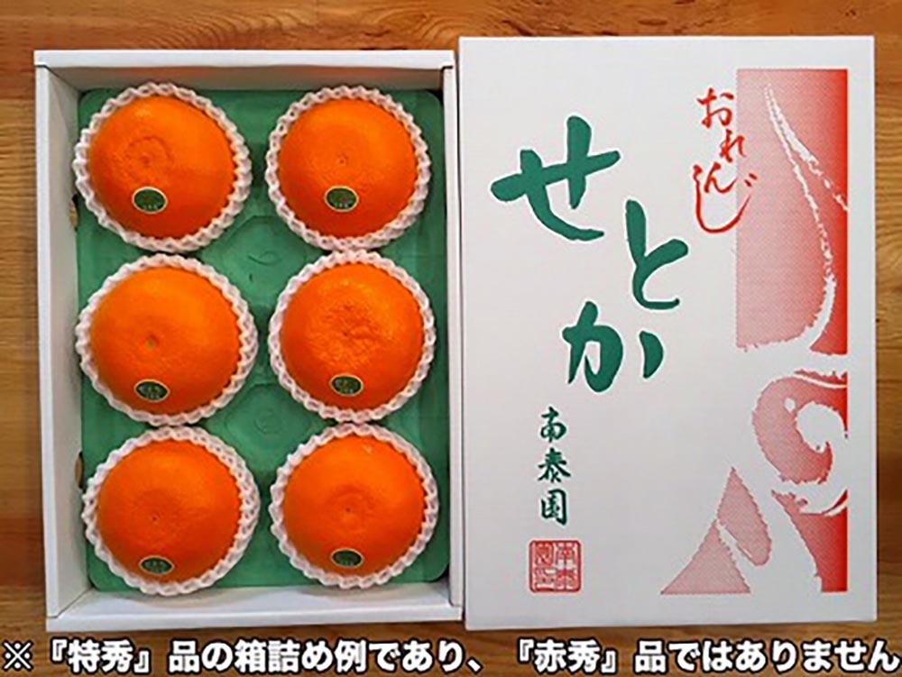 ちょっと 傷あり 柑橘の大トロ ハウス せとか 大玉 6 ～ 8玉入 化粧箱 南泰園