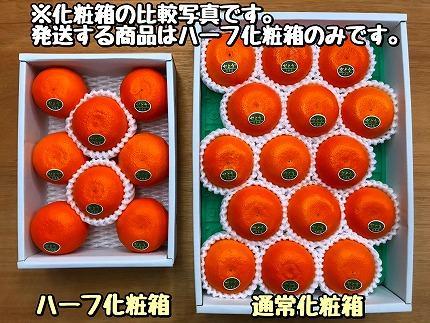 ハーフ 化粧箱 柑橘の大トロ ハウス せとか 厳選 8玉入 南泰園