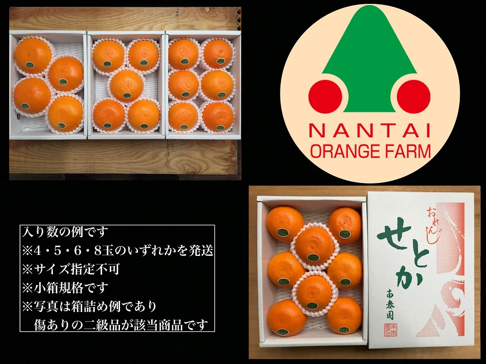 ちょっと 傷あり ハーフ 化粧箱 柑橘の大トロ ハウス せとか 4 ～ 8玉入 南泰園