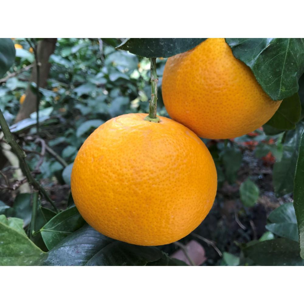 【ANA限定】1・4月発送 全2回 定期便 はっさく マニア 貯蔵 ＆ 木成完熟  特秀 15 または 18玉  2段詰 和歌山 有田 南泰園