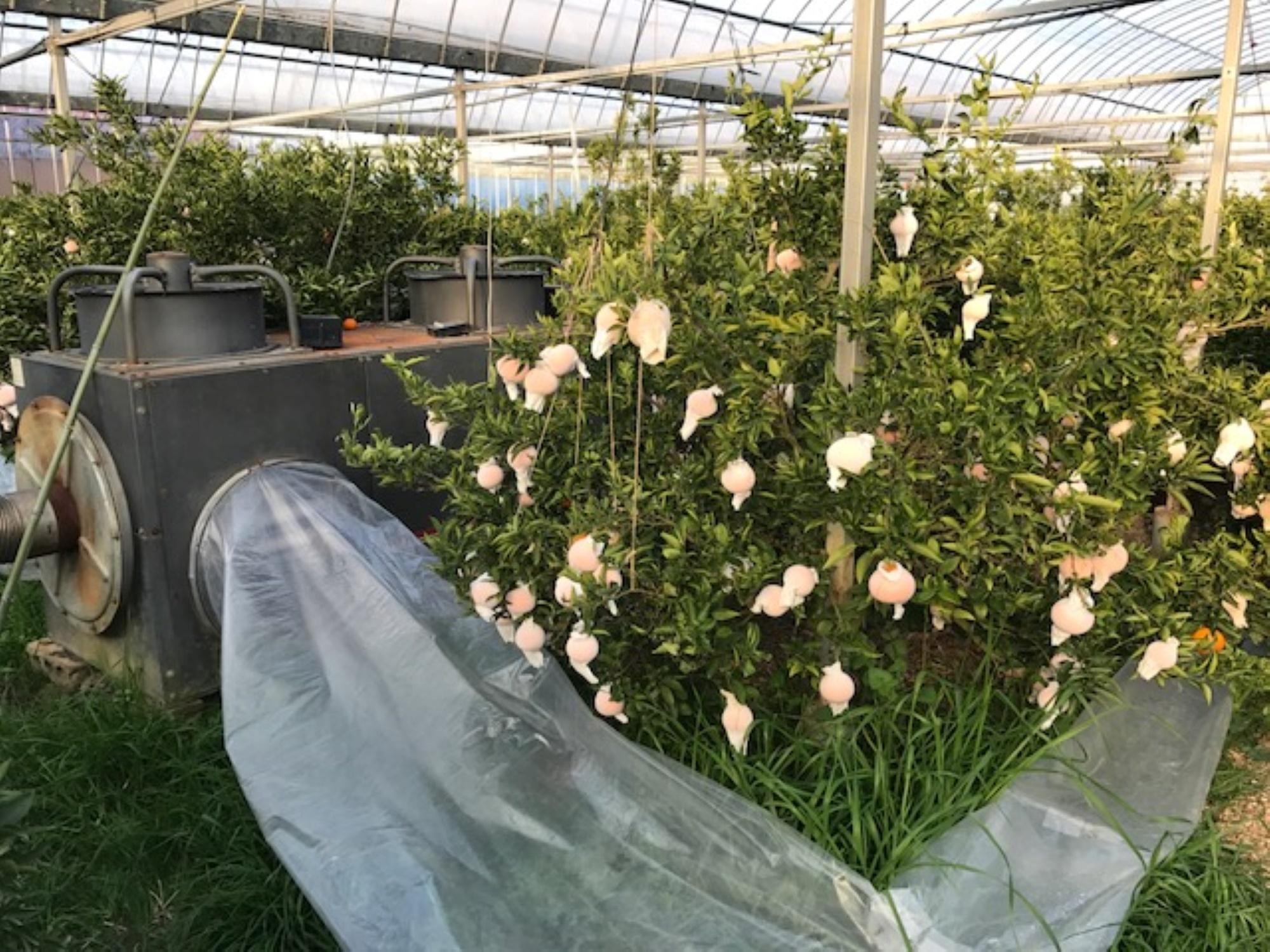 お試し規格 柑橘の大トロ ハウス せとか ちょっと 傷あり 2玉 または 3玉入 手さげ箱 南泰園 和歌山 有田