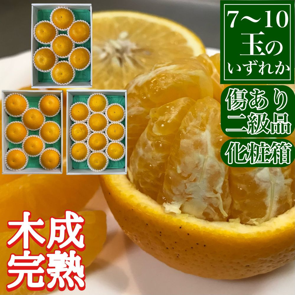 定期便 春に楽しむ ハウス せとか ＆ 木成 完熟 有田 はっさく 傷あり 二級品 セット 全2回 南泰園