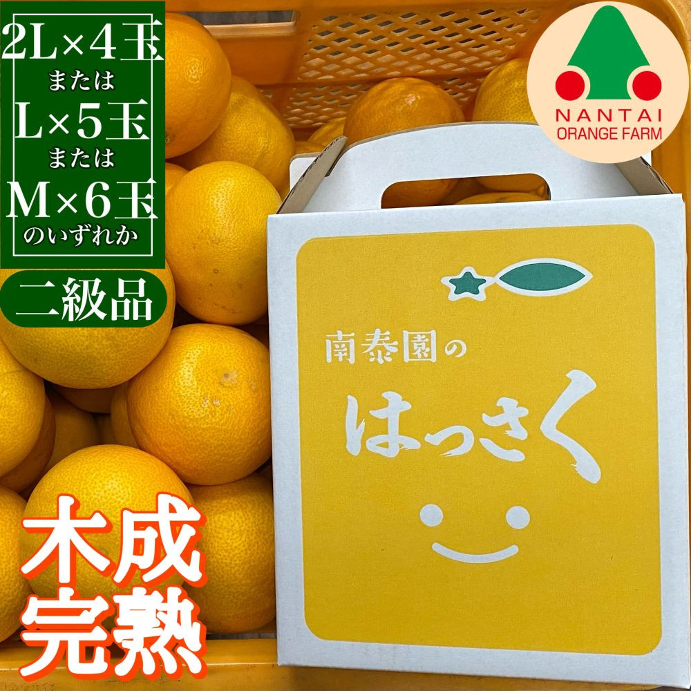 定期便 春に楽しむ ハウス せとか ＆ 木成 完熟 有田 はっさく 傷あり 二級品 小箱セット 全2回 南泰園