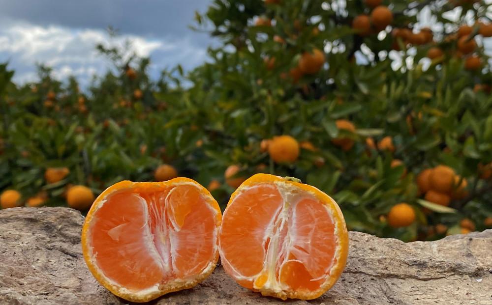 年内発送 完熟早生 有田みかん 特秀 S または SS サイズ 5kg 和歌山 南泰園 みかん