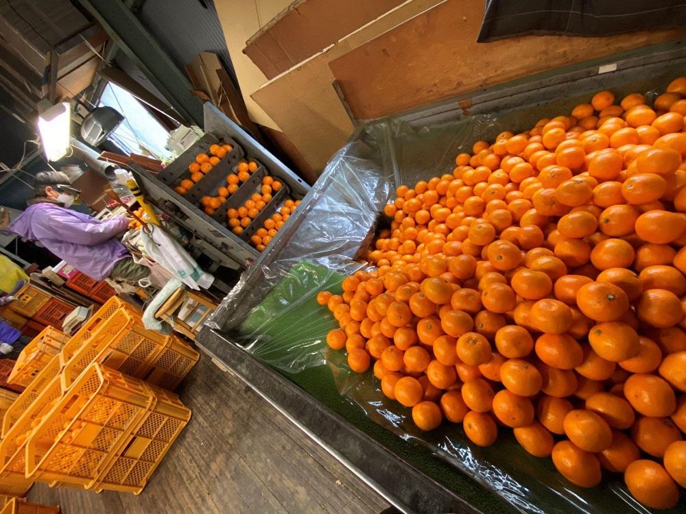 年内発送 完熟早生 有田みかん 小玉ちゃん 等級混合 2.2 kg 和歌山 南泰園 みかん