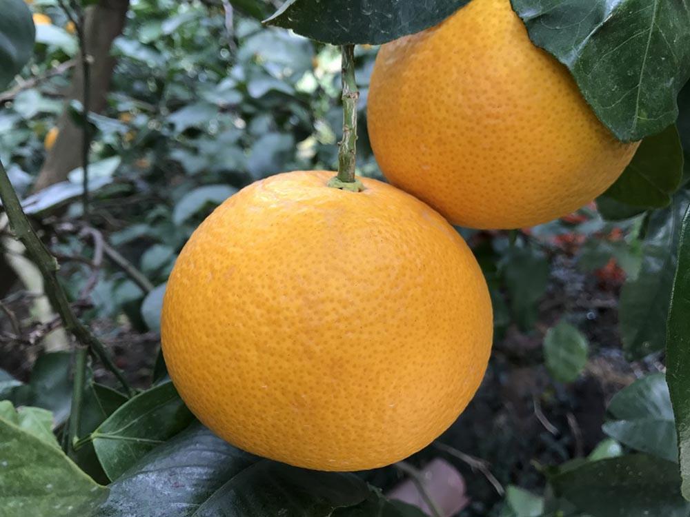 化粧箱 手詰め 有田 はっさく 特秀 大玉 2L サイズ × 7玉入 南泰園 みかん