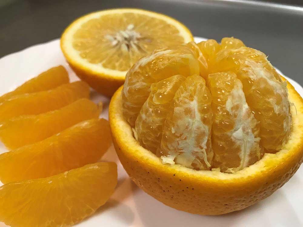 化粧箱 手詰め 有田 はっさく 特秀 L サイズ × 15玉入 2段詰 南泰園 みかん