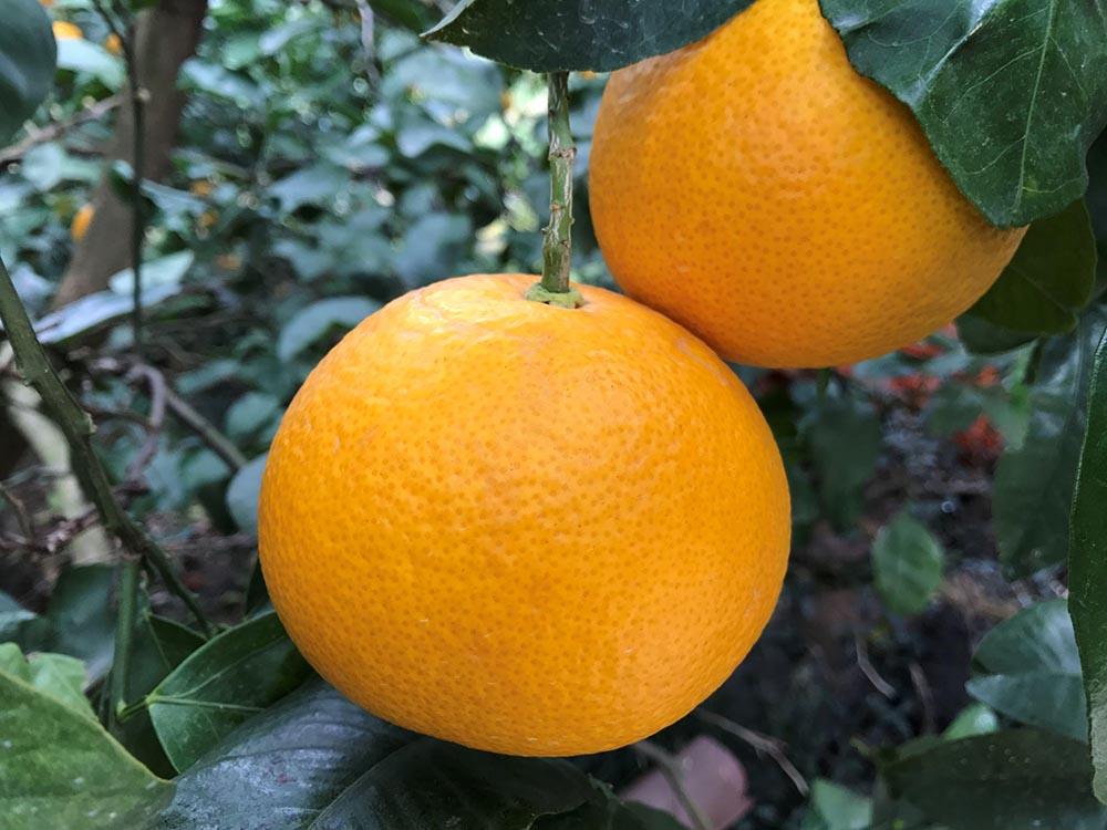 4月 まで 木成 完熟 させた 有田 はっさく 特秀 大玉 2L × 7玉 化粧箱 南泰園 みかん