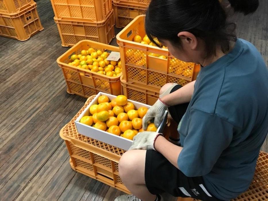 定期便 先行受付 2025年 10月発送スタート 有田みかん 食べくらべ 3種 化粧箱 特秀 各約 3kg 全3回 南泰園