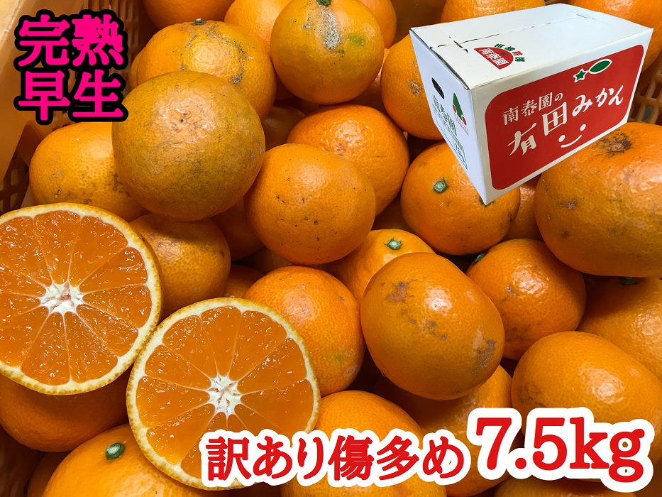 定期便 先行受付 2025年 10月発送スタート 訳あり 傷多め 7.5kg × 3回 コース 有田みかん 食べくらべ 3種 南泰園