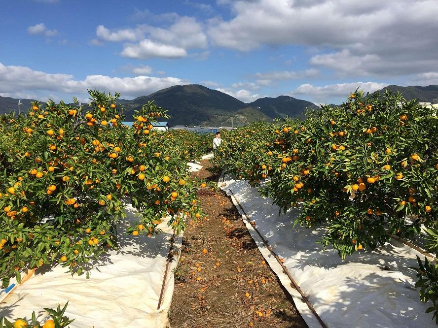 定期便 先行受付 2024年 10月発送スタート 全3回 有田みかん 食べくらべ 3種 化粧小箱 各約 2kg 南泰園