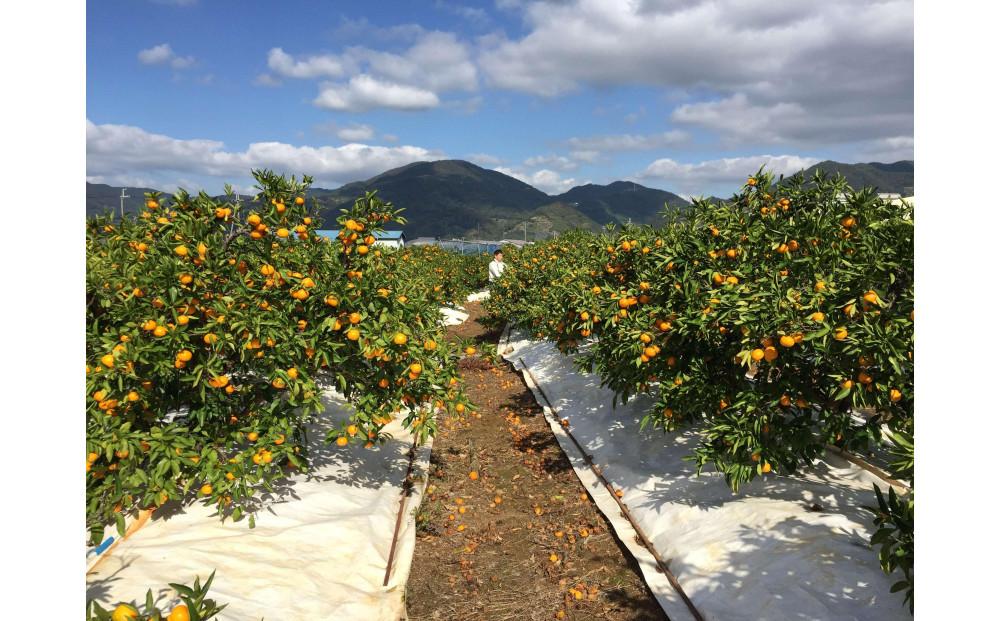 定期便 先行受付 2025年 10月発送スタート 全3回 有田みかん 食べくらべ 3種 化粧小箱 各約 2kg 南泰園