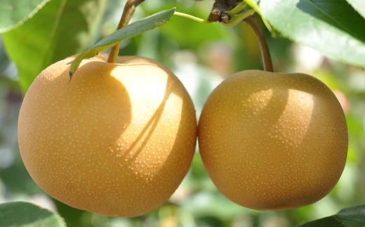 [厳選・産直]有田産の梨(幸水)約4kg★2026年8月頃より順次発送