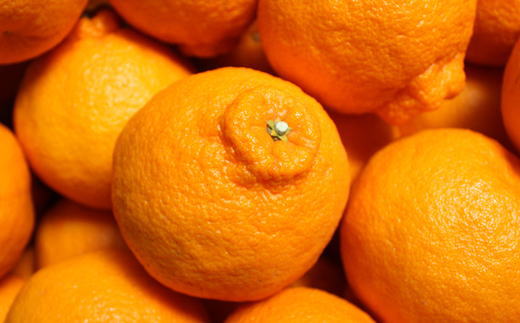 ［濃厚］有田の不知火約5kg（12～20玉）★2026年2月中旬頃より順次発送