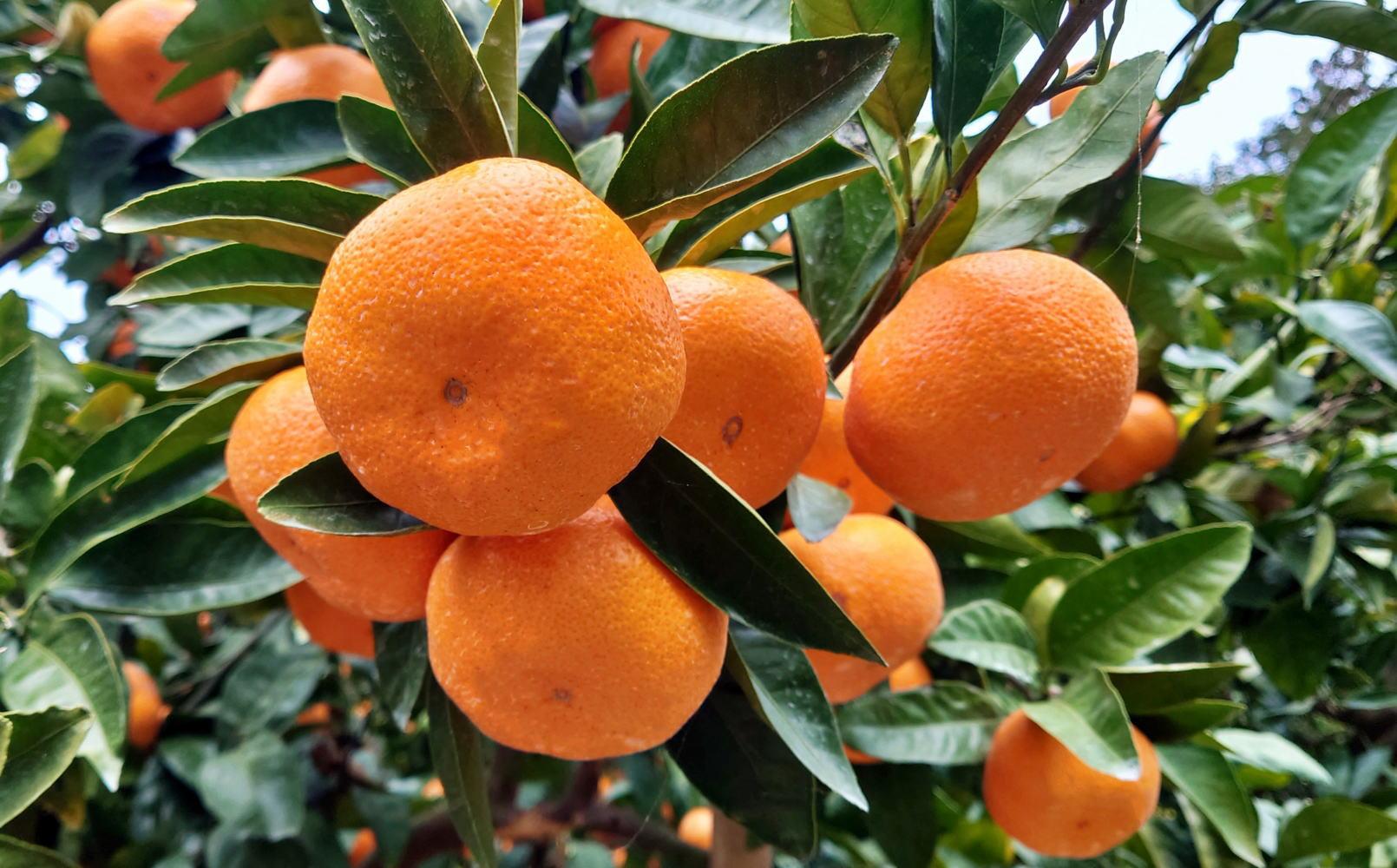 [秀品]和歌山有田みかん約6kg(2Lサイズ) ★2025年11月中旬頃より順次発送