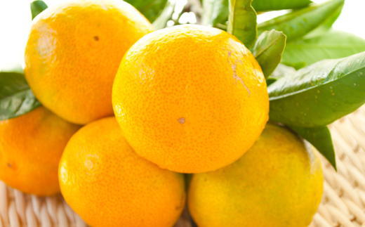 【厳選】紀州有田の完熟極早生みかん約7.5kg(サイズ混合)★2025年10月下旬頃より順次発送