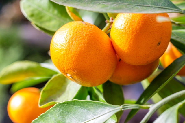 【濃厚・まろやか】有田産樹上越冬完熟みかん5kg（2S～Mサイズ混合・秀品）★2026年1月下旬頃より順次発送