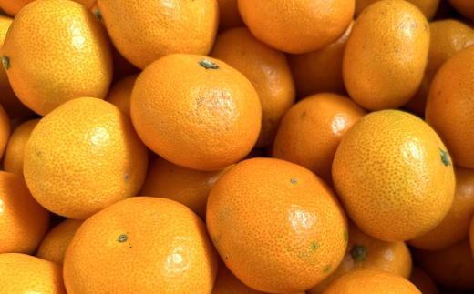 エコファーマーのこだわり有田みかん7.5kg（サイズ混合）★2025年11月中旬頃より順次発送