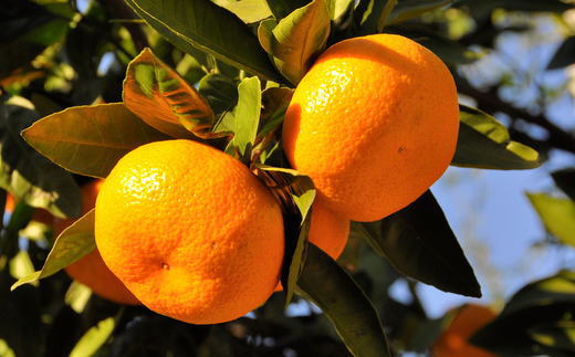 [秀品]有田のブランド「賢みかん」10kg(2Lサイズ)【2025年11月中旬頃より順次発送】